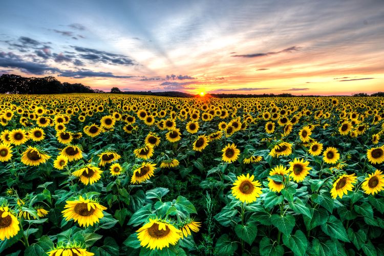 Middleton, WI Real Estate and Homes for Sale